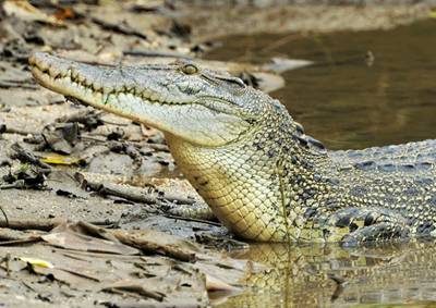 新加坡最好玩的海灘公園!趕海、騎馬、劃艇、樹籬迷宮、燒烤露營,超適合家庭出遊