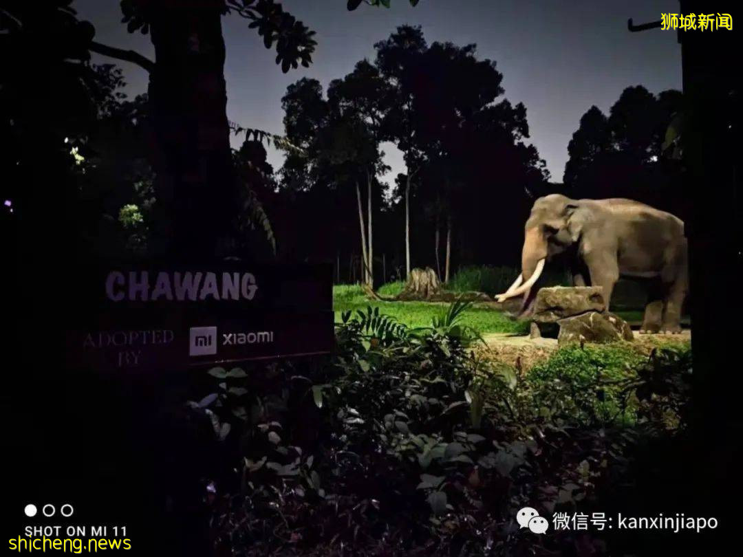 小米新加坡牵手Night Safari动物园网红大象,温情满满