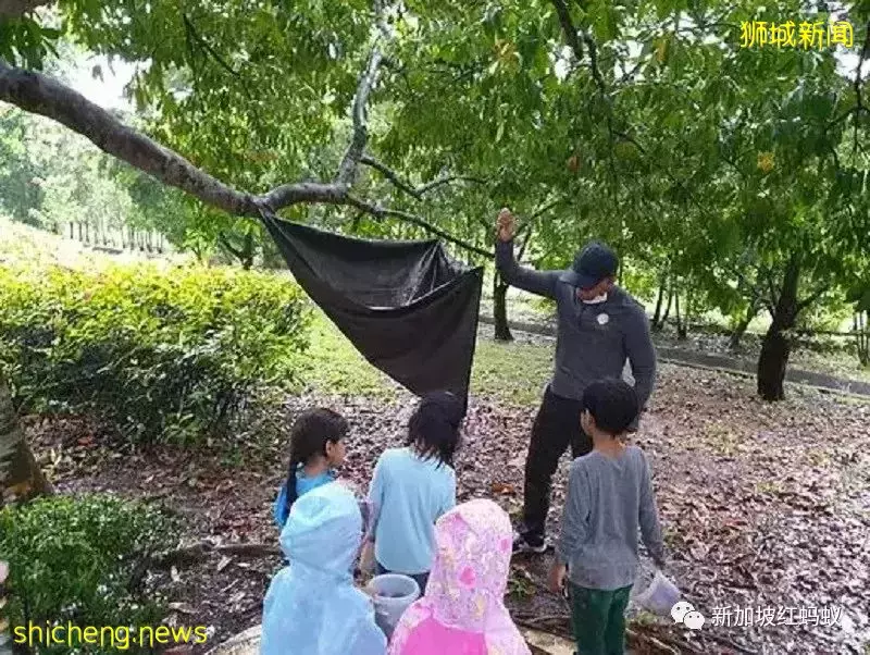 周末不上補習班　越來越多新加坡家長讓孩子到戶外學爬樹和砍柴
