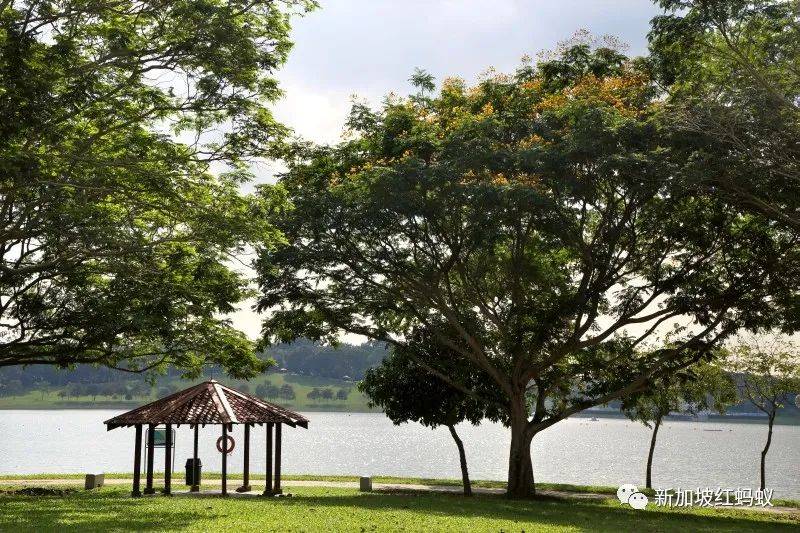 小小的新加坡竟有17個水庫　一個比一個清幽秀麗