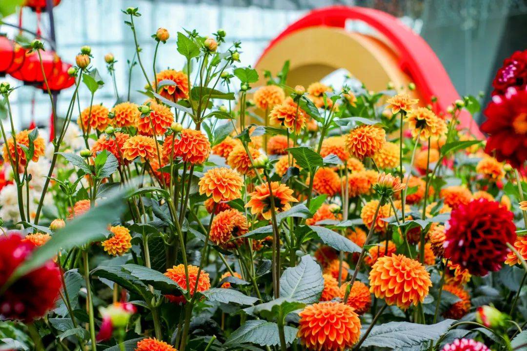 濱海灣花園新春花卉展【大麗花之夢】，1月15日開幕！喜氣洋洋迎牛年