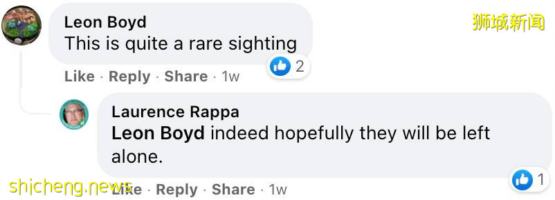 罕见!偶遇新加坡版的小鹿斑比,捡到睡着的猫头鹰