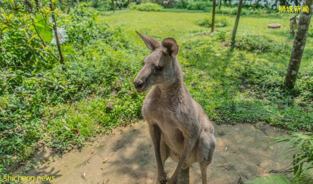 云游 总有一个理由打卡新加坡