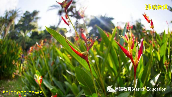 新加坡10件鮮爲人知的“十 件 套”!