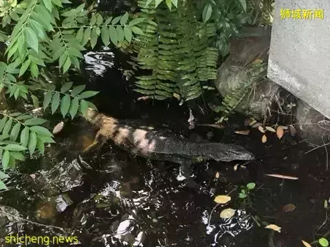 《即刻隨心所想，心想獅城》新加坡生態遊系列2