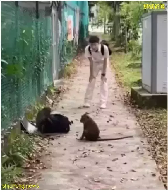 新加坡男孩與“大聖”談判討回書包,網友笑尿:念段緊箍咒吧