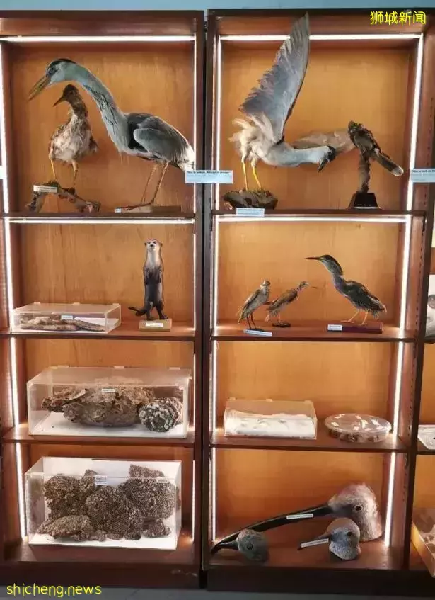 《即刻隨心所想，心想獅城》新加坡生態遊系列2