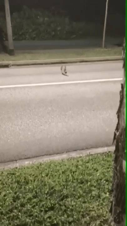 在NTU邂逅濒危动物过马路，10年了它还没毕业