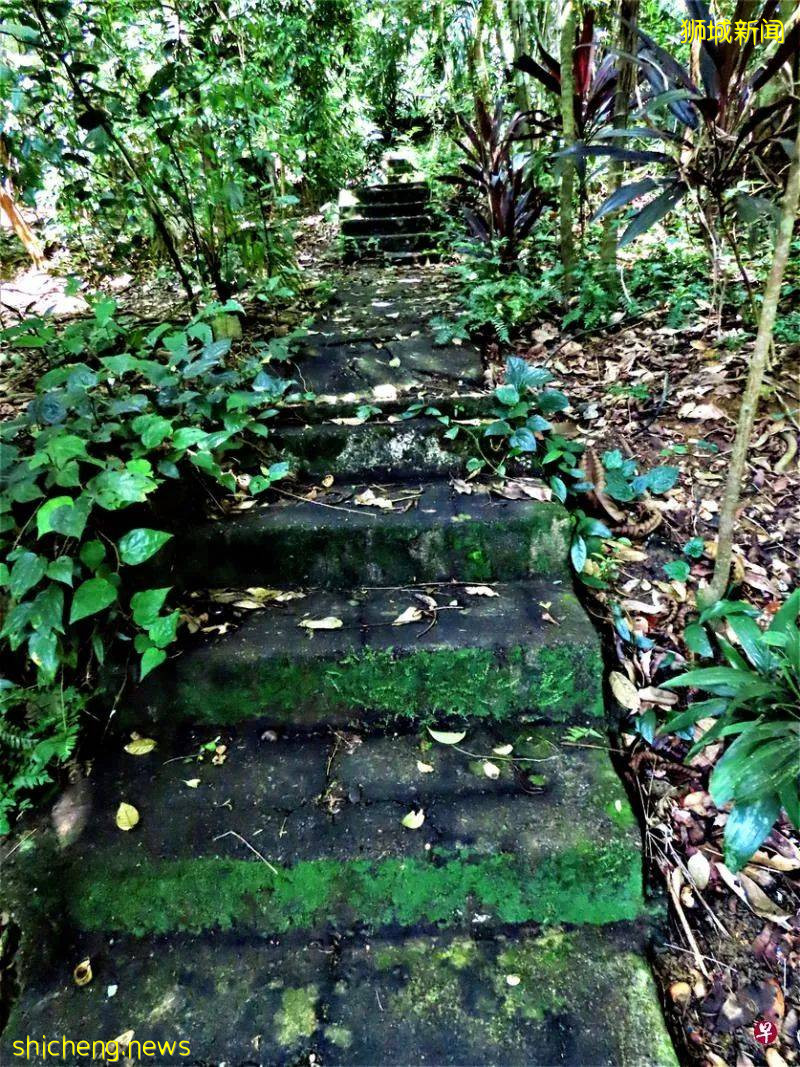 当年,郁达夫和徐悲鸿都在此处品尝味道类近荔枝的红毛丹,还双双留诗;一文了解新加坡汤申自然公园最具备文化内涵的地段