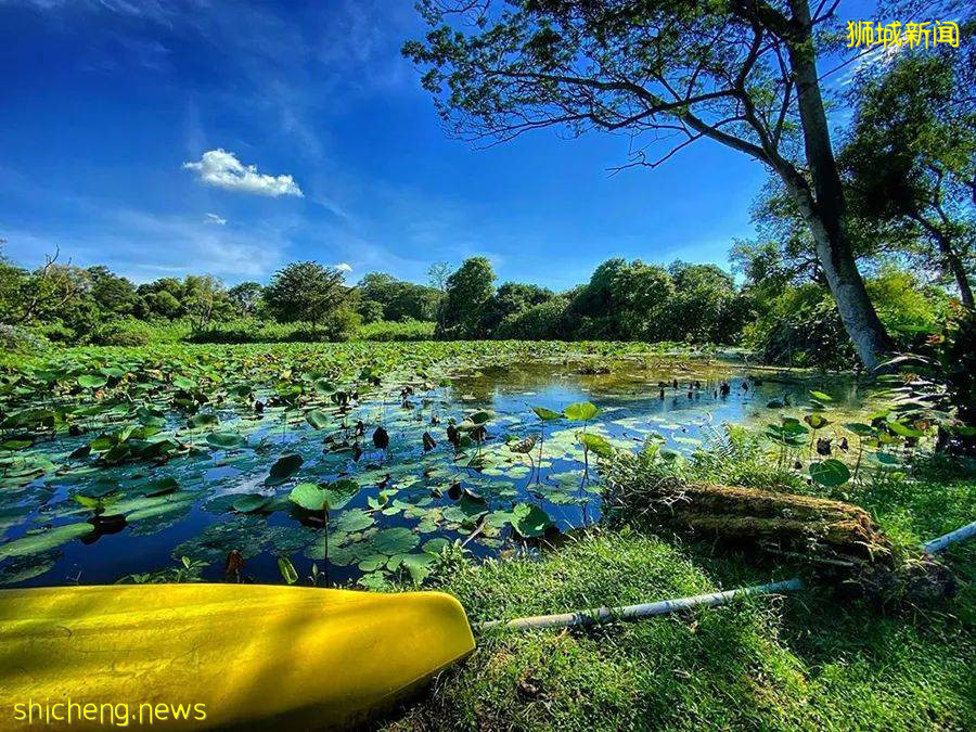 周末帶娃去徒步!10米高木塔、農場、木棧道,湖天一色好美