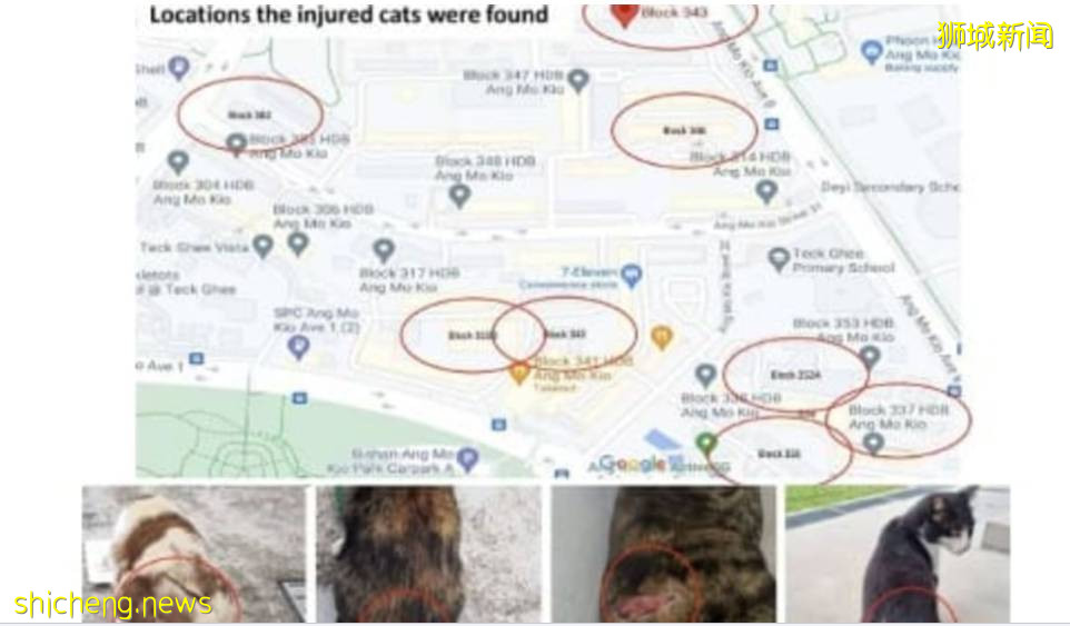 新加坡狂徒虐猫十余起，网友绘制“砍猫地图”全城“通缉”