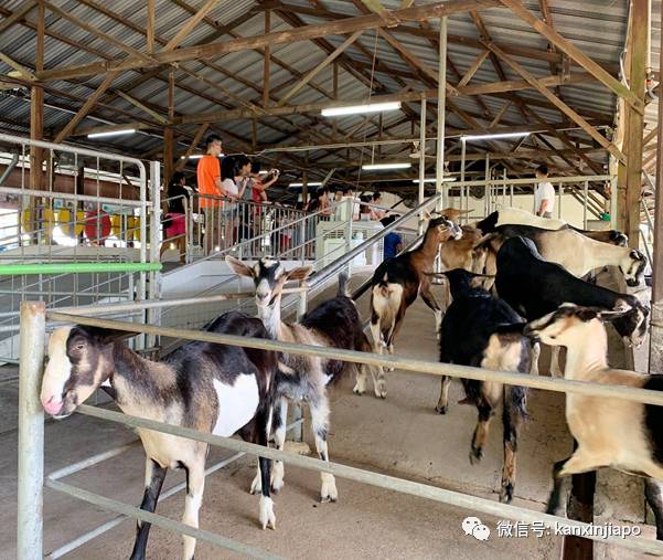 在新加坡怎么过儿童节?10个遛娃地点带你飞起