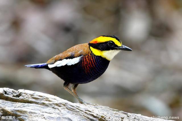 国外电力工业漫谈（亚洲篇）-你想像中的新加坡