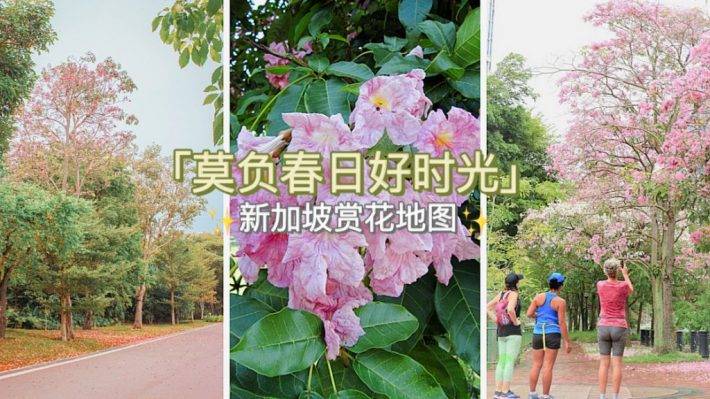 新加坡赏花攻略！三月尾Trumpet Tree花期已至，粉白色花朵竞相开放，全岛赏花地图请查收