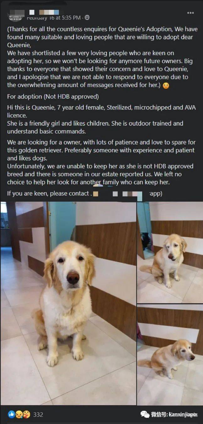 金毛被举报组屋主人无奈弃养，还有哪些狗狗组屋不能养