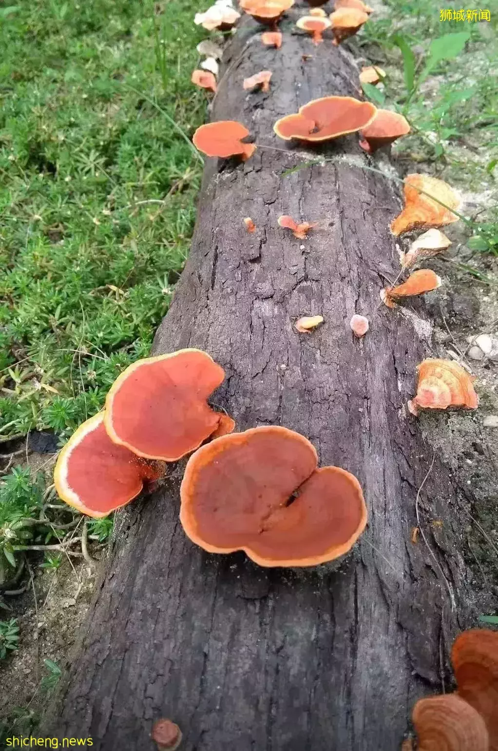 在新加坡的東北部,有個隱秘的小島!不用坐船,每天限時開放