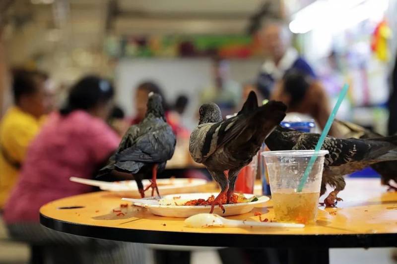 鴿子飛入菜飯攤享用“自助餐”，新加坡食品局：將采取執法行動