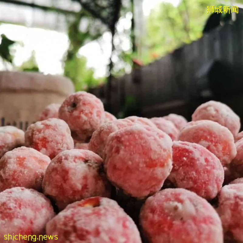 小坡島外賣上新 | 衆生皆苦,糖葫蘆甜