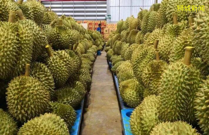 往返新马绿色通道有新动向,大马无良榴梿商贩也有新“操作”