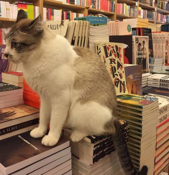 遗憾,又少了个可以看书撸猫的好地方, BooksActual实体店关闭