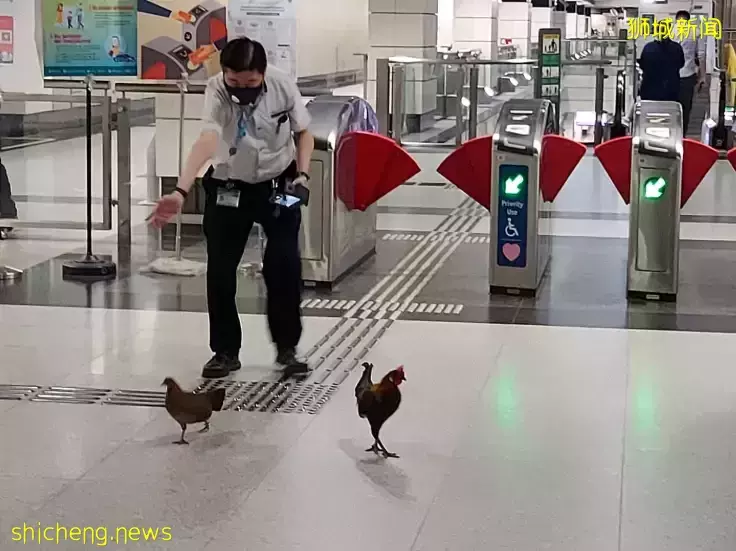 我勸你,千萬別來新加坡