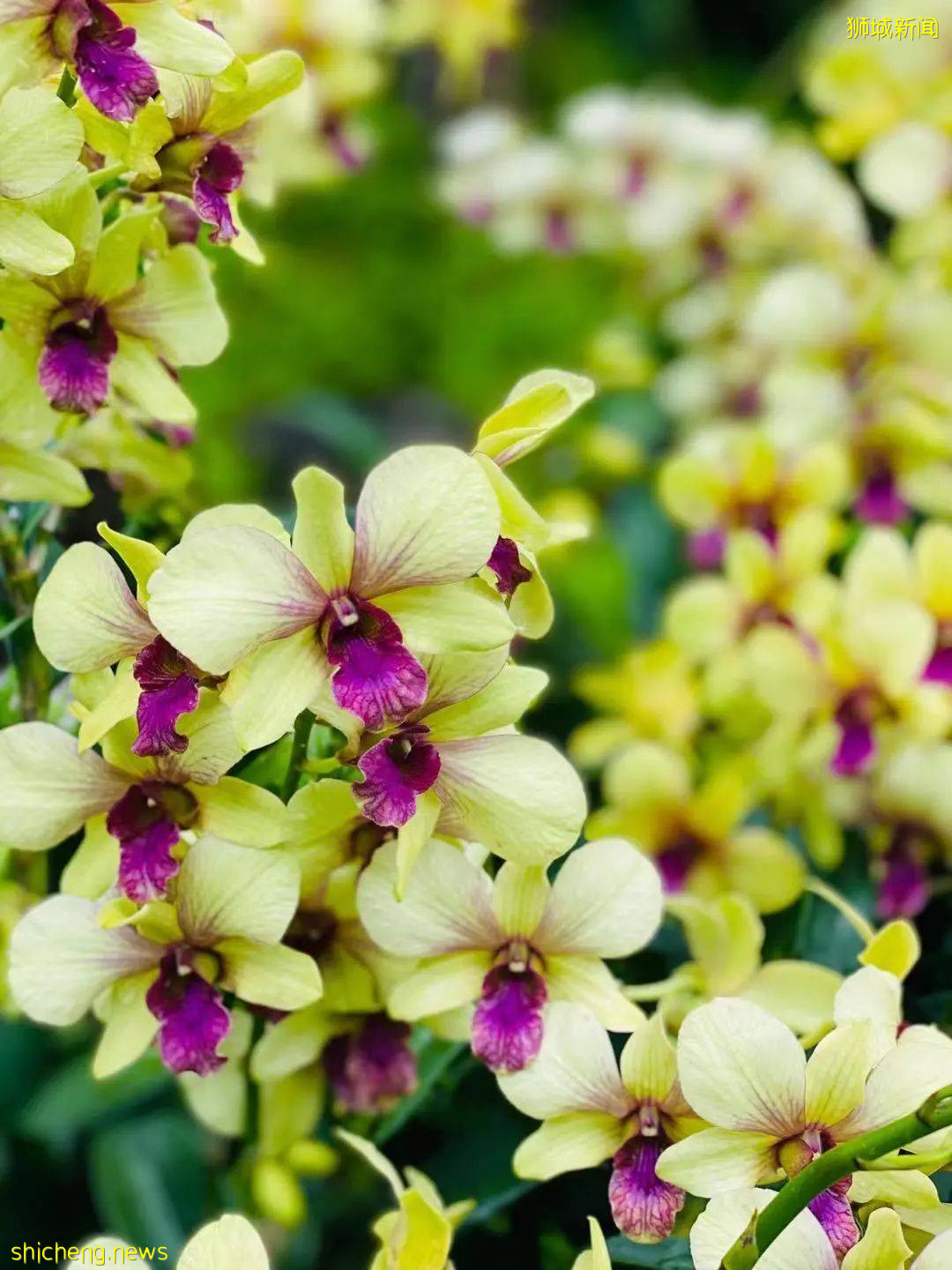 新加坡旅遊攻略 .