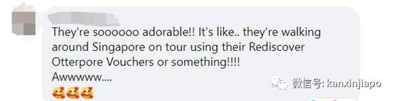 18只水獭豪游新加坡私宅区,门外与和狗狗“闲话家常”