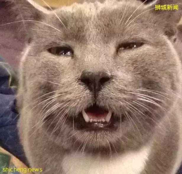 新冠病毒傳播又有新途徑?診所反饋:新加坡患者後遺症增加