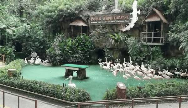 免費送票!帶倆娃嗨翻亞洲最大飛禽園,400多種5000多只鳥,一路驚喜不斷