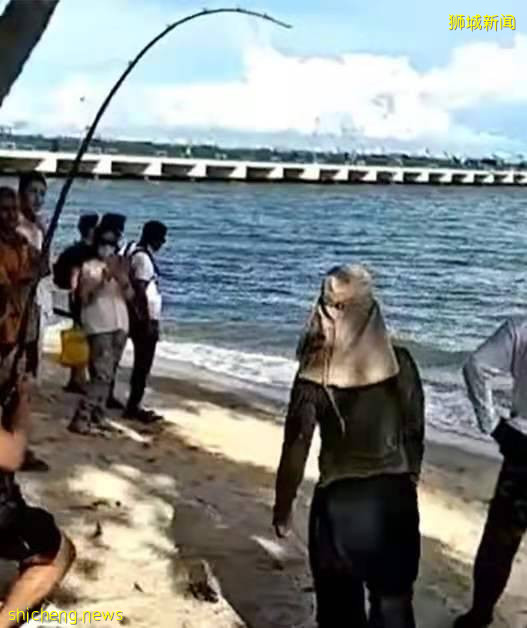 小桂林有一条巨大鲶鱼上钩,可能是某家人放养的宠物