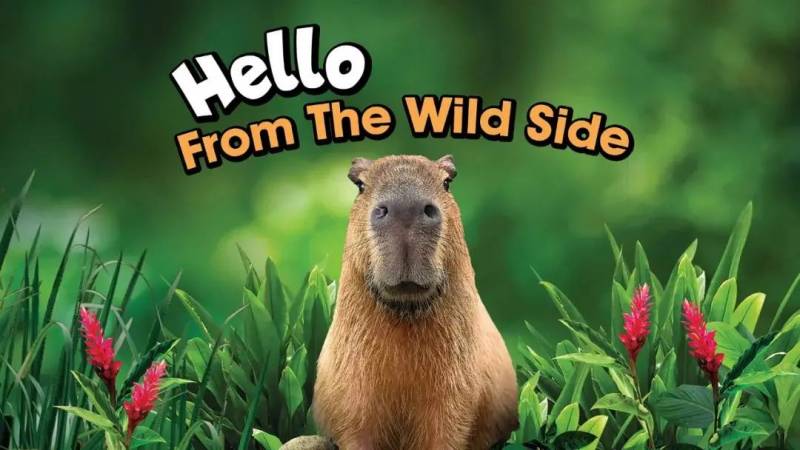 獅城攻略 新加坡島內遊!這篇幹貨拯救無法遠遊的你