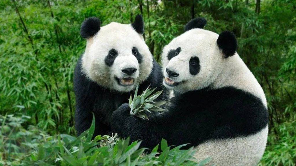 River Safari熊貓館🐼4月21日～26日期間暫時停止開放，原因竟然是熊貓要約會啦