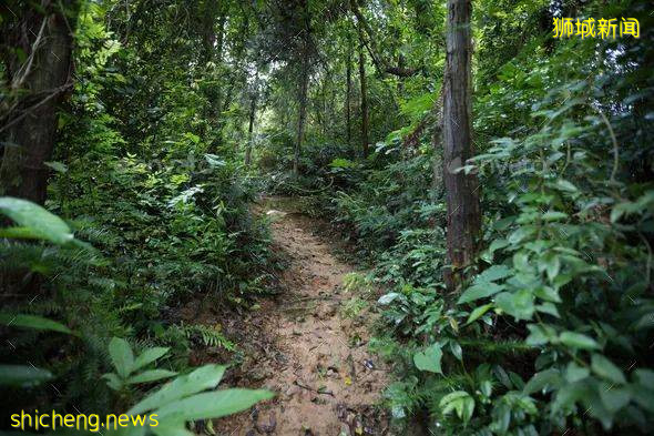 校园里有野猪的原因找到了?NTU 科学家这样说