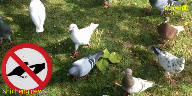 三十个新加坡冷知识，你确定都知道吗