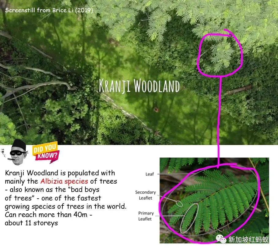克蘭芝林地事件原來有這些內幕　裕廊集團：絕不逃避責任