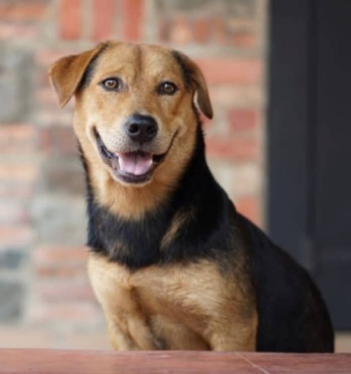 是什麽樣的“導遊犬”離世後，衆多網民建議爲它設立紀念碑