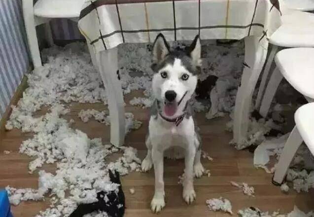 新加坡鏟屎官怕得新冠丟棄四只寵物,被罰款4000元