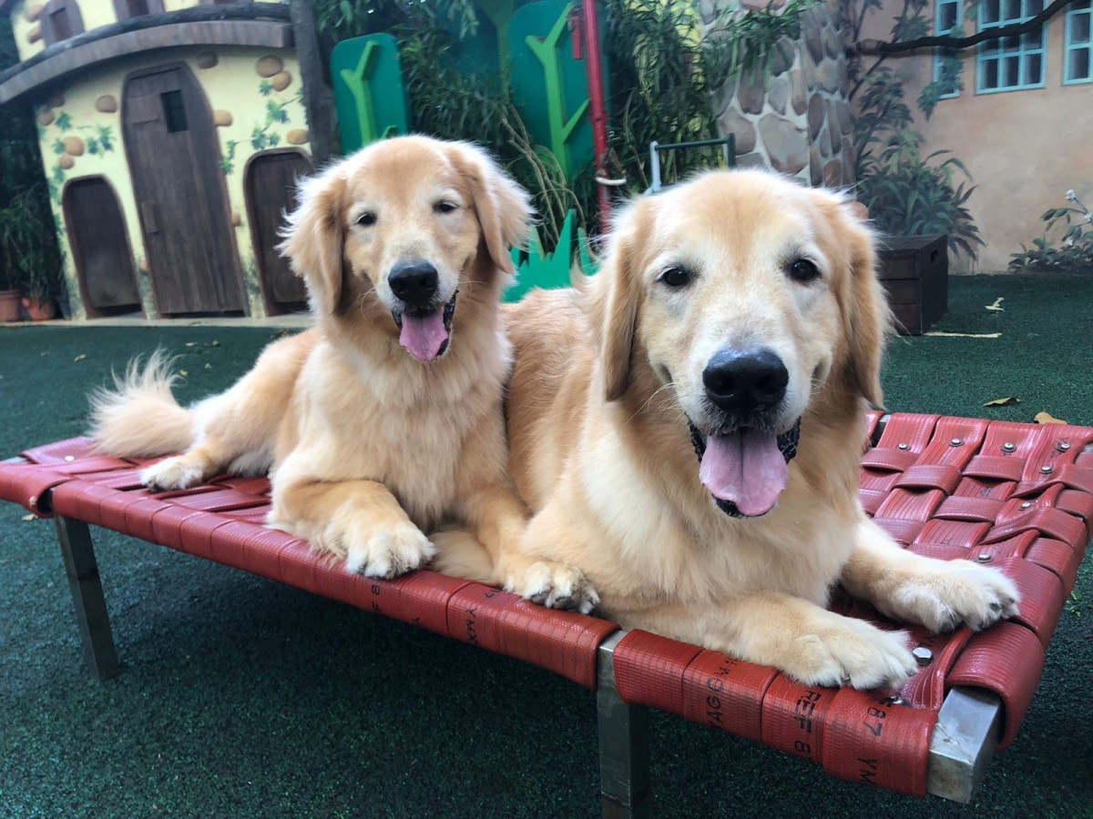 環保又實用！民防部隊贈舊消防水帶給動物園 被制成坐墊和玩具