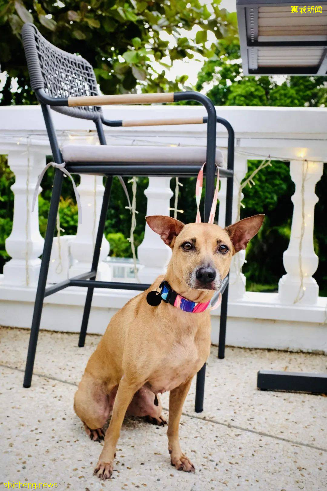 獅城的愛麗絲夢遊仙境，直落布蘭雅山間的歐式官邸The Alkaff Mansion