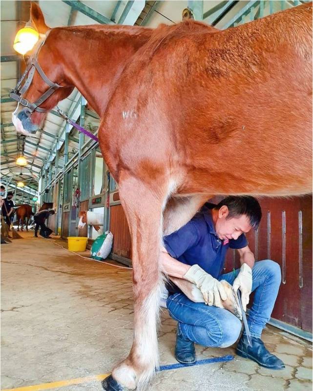 超罕见迷你矮脚马闪现ION!软萌可爱助力公益活动,赶紧来与小马合影打卡吧