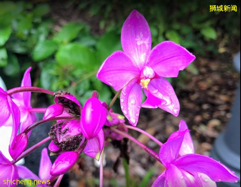 叢林遊樂場、自然博物館、山路徒步……新加坡這個公園翻新後更好玩啦