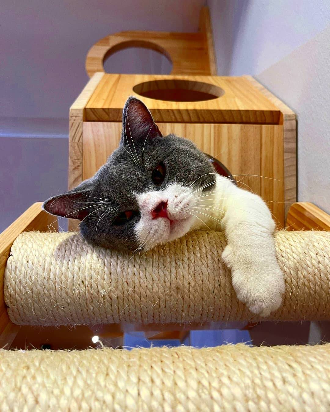 撸貓聖地🐈貓咪體驗館The Cat Place🐱現場沉浸吸貓,鏟屎官們必報到✨