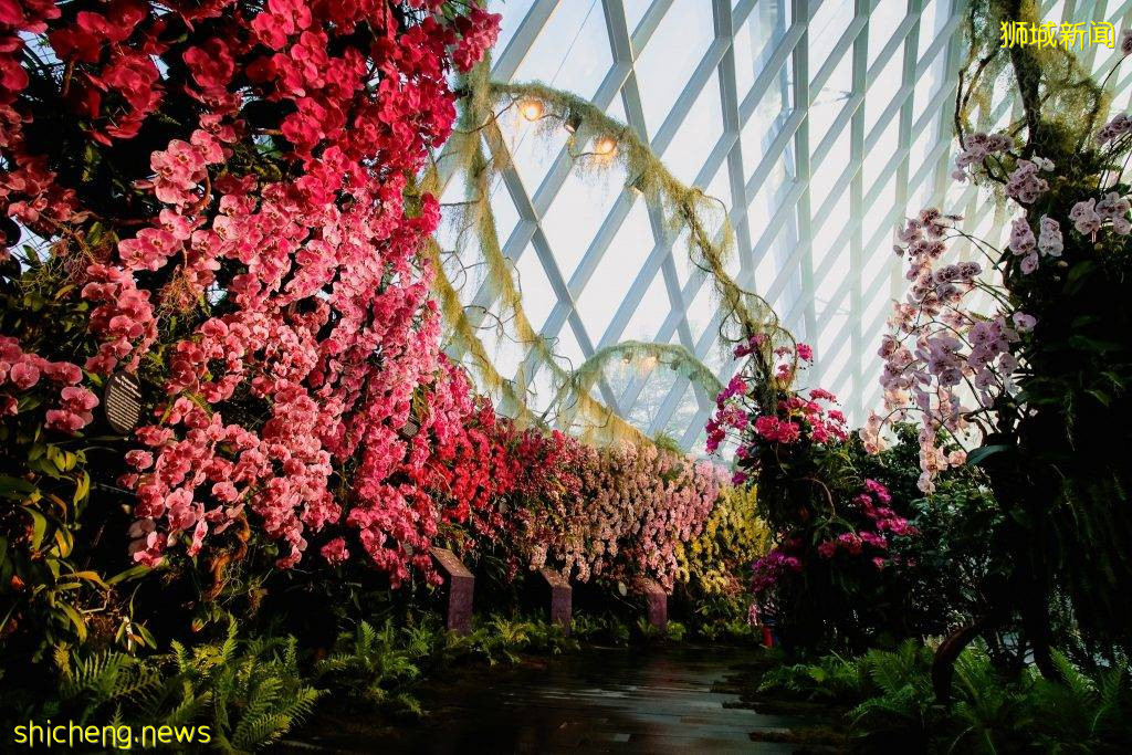化身花仙子🧚‍♀新加坡9大花海打卡地🌷 天天鮮花盛放、美如仙境，出片率百分百