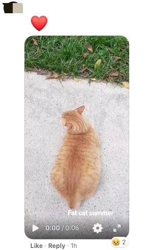 新加坡的这只蟒蛇,活生生吞了一只网红猫