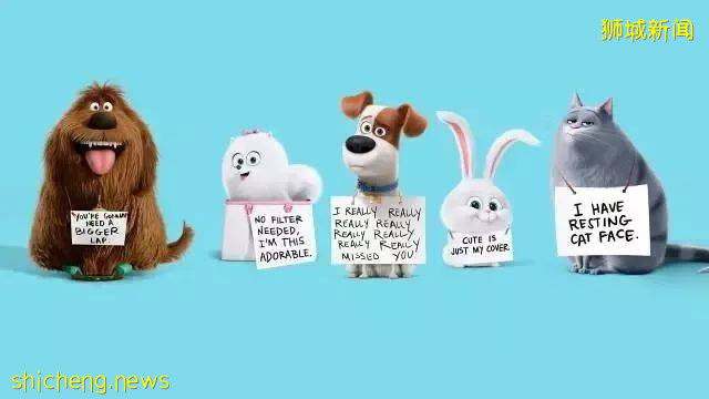 新加坡丨要想養寵物,需要怎麽做!