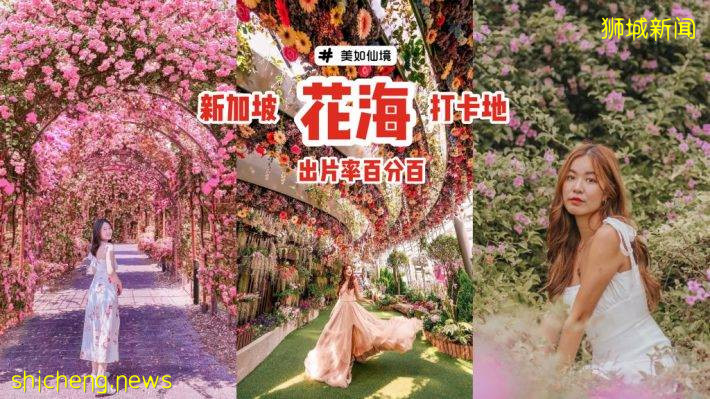化身花仙子🧚‍♀新加坡9大花海打卡地🌷 天天鮮花盛放、美如仙境，出片率百分百