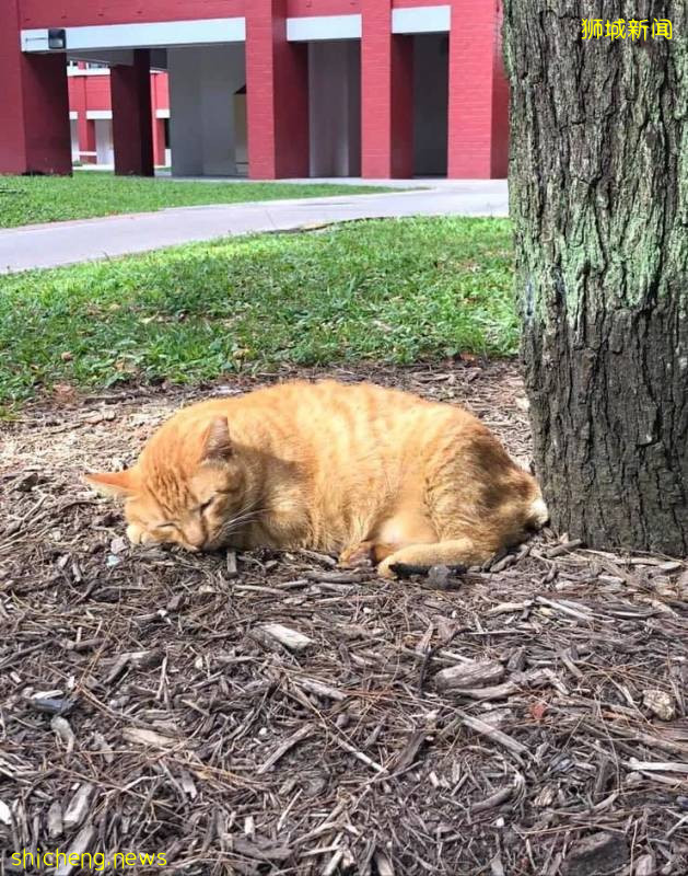 新加坡的这只蟒蛇,活生生吞了一只网红猫
