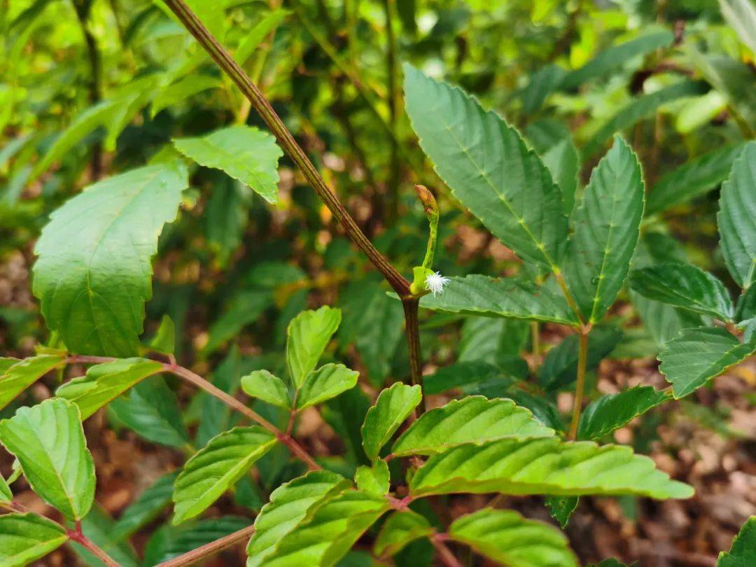 新加坡植物園爆火新景點,不知道怎麽去?手把手教你遊玩攻略