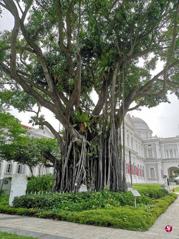 新加坡是花園城市，但你可知道承載最多集體回憶的“五棵樹下”在哪裏