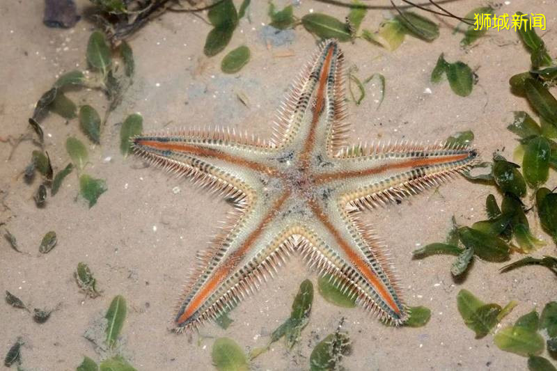 收藏好退潮时间,去樟宜海滩寻找多彩的海星和海参